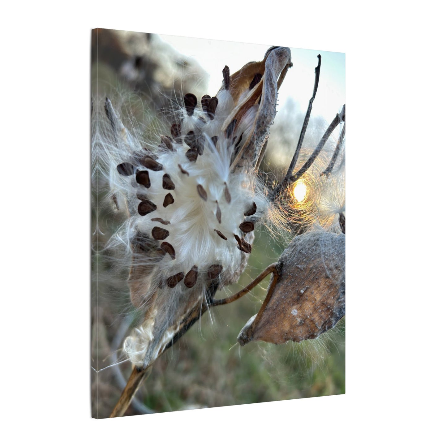 Milkweed Seed Burst Canvas Wall Art — Botanical Close-Up with Sunlit Glow