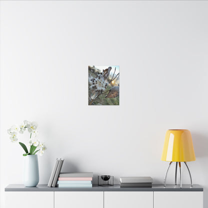 Milkweed Seed Burst Canvas Wall Art — Botanical Close-Up with Sunlit Glow