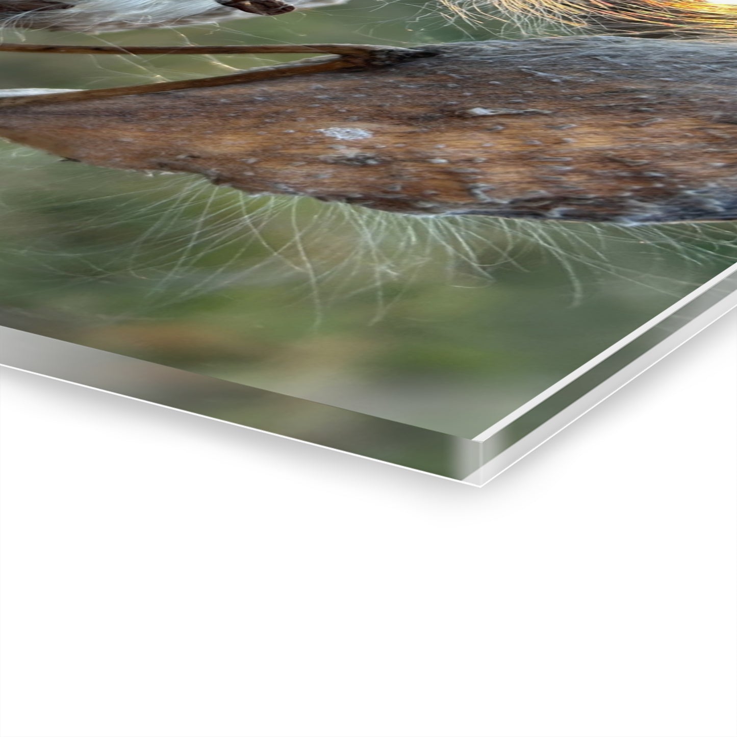 Sunset Milkweed Fluff Acrylic Print (French Cleat Hanging)