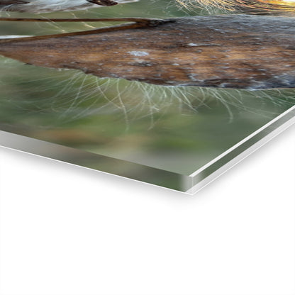 Sunset Milkweed Fluff Acrylic Print (French Cleat Hanging)