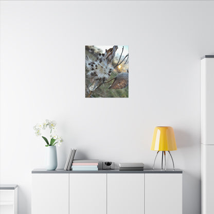 Milkweed Seed Burst Canvas Wall Art — Botanical Close-Up with Sunlit Glow