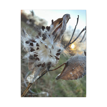 Milkweed Seed Burst Canvas Wall Art — Botanical Close-Up with Sunlit Glow