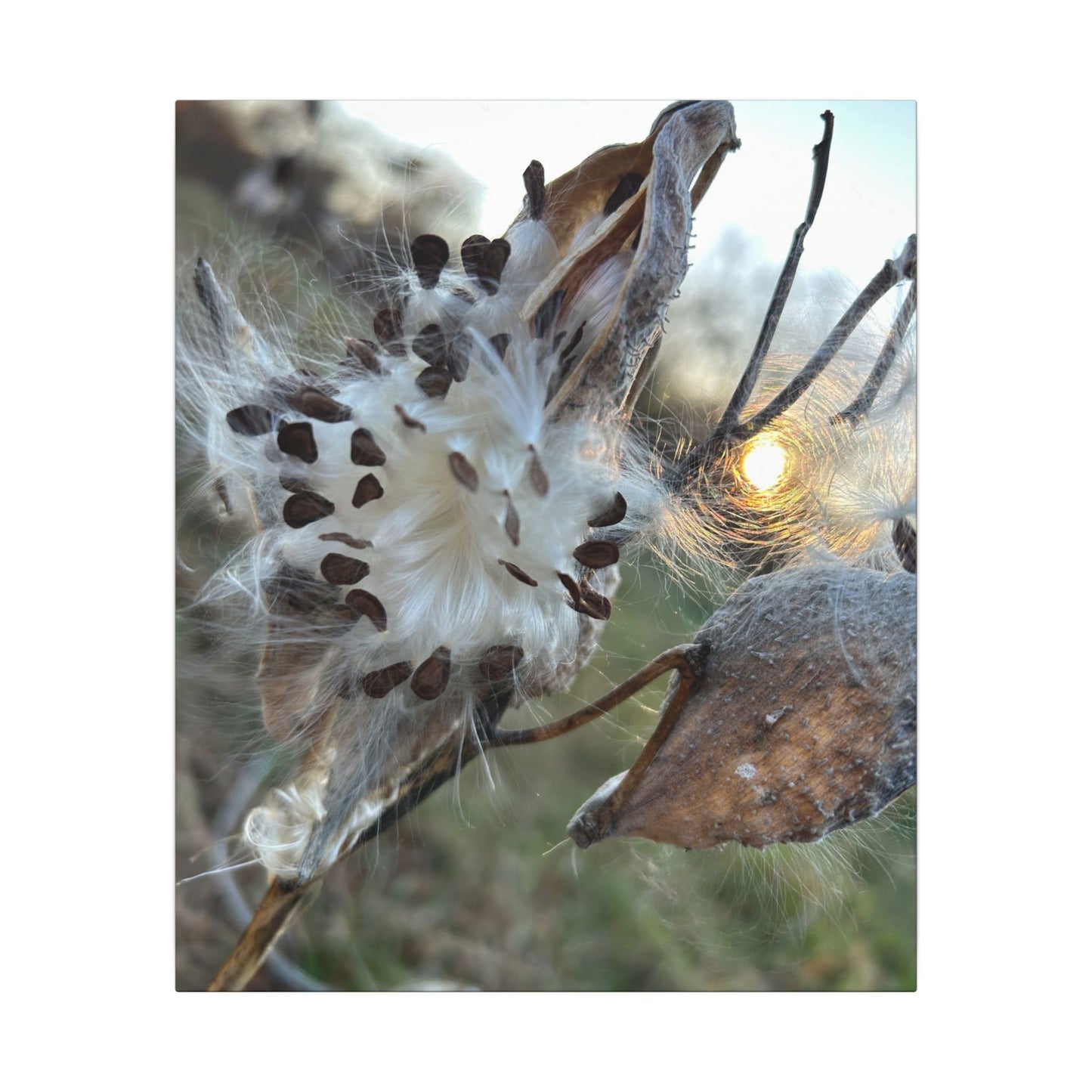 Milkweed Seed Burst Canvas Wall Art — Botanical Close-Up with Sunlit Glow