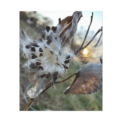 Milkweed Seed Burst Canvas Wall Art — Botanical Close-Up with Sunlit Glow