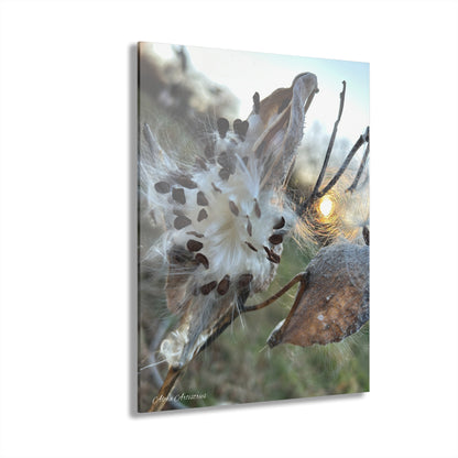 Sunset Milkweed Fluff Acrylic Print (French Cleat Hanging)