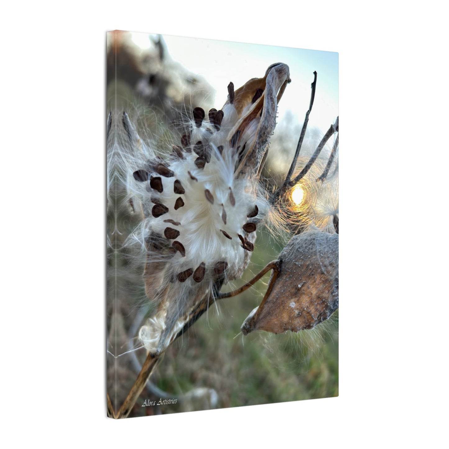 Milkweed Seed Burst Canvas Wall Art — Botanical Close-Up with Sunlit Glow