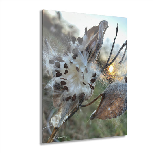 Sunset Milkweed Fluff Acrylic Print (French Cleat Hanging)
