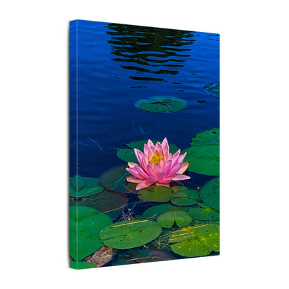Water Lily Canvas Print — Pink Lotus Pond Wall Art (Matte Stretched)