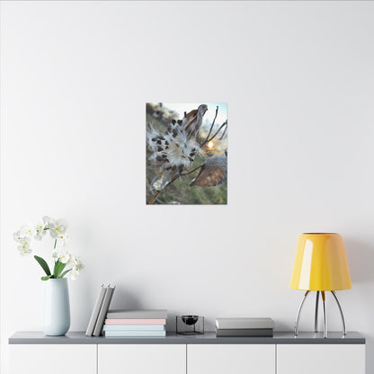 Milkweed Seed Burst Canvas Wall Art — Botanical Close-Up with Sunlit Glow