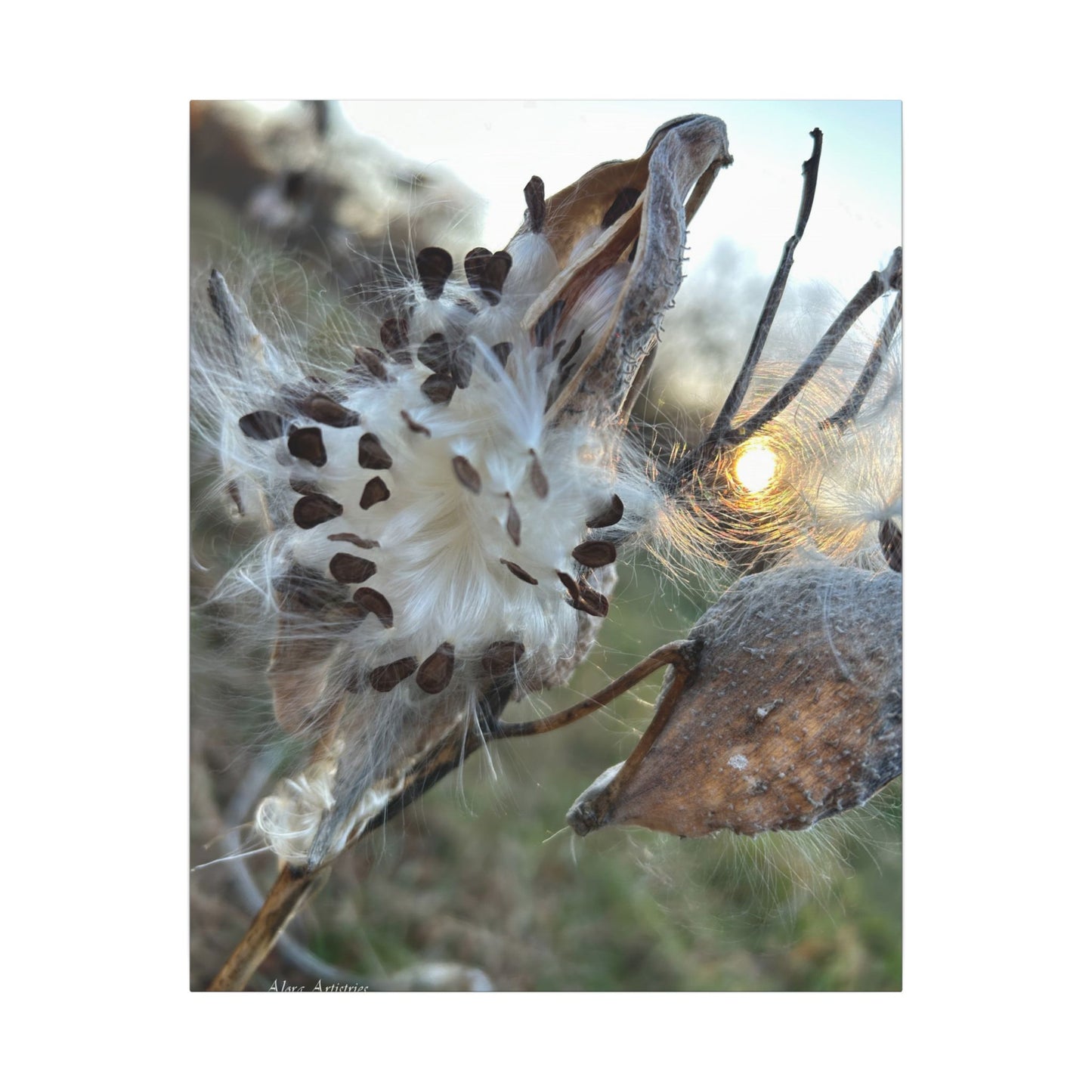 Milkweed Seed Burst Canvas Wall Art — Botanical Close-Up with Sunlit Glow