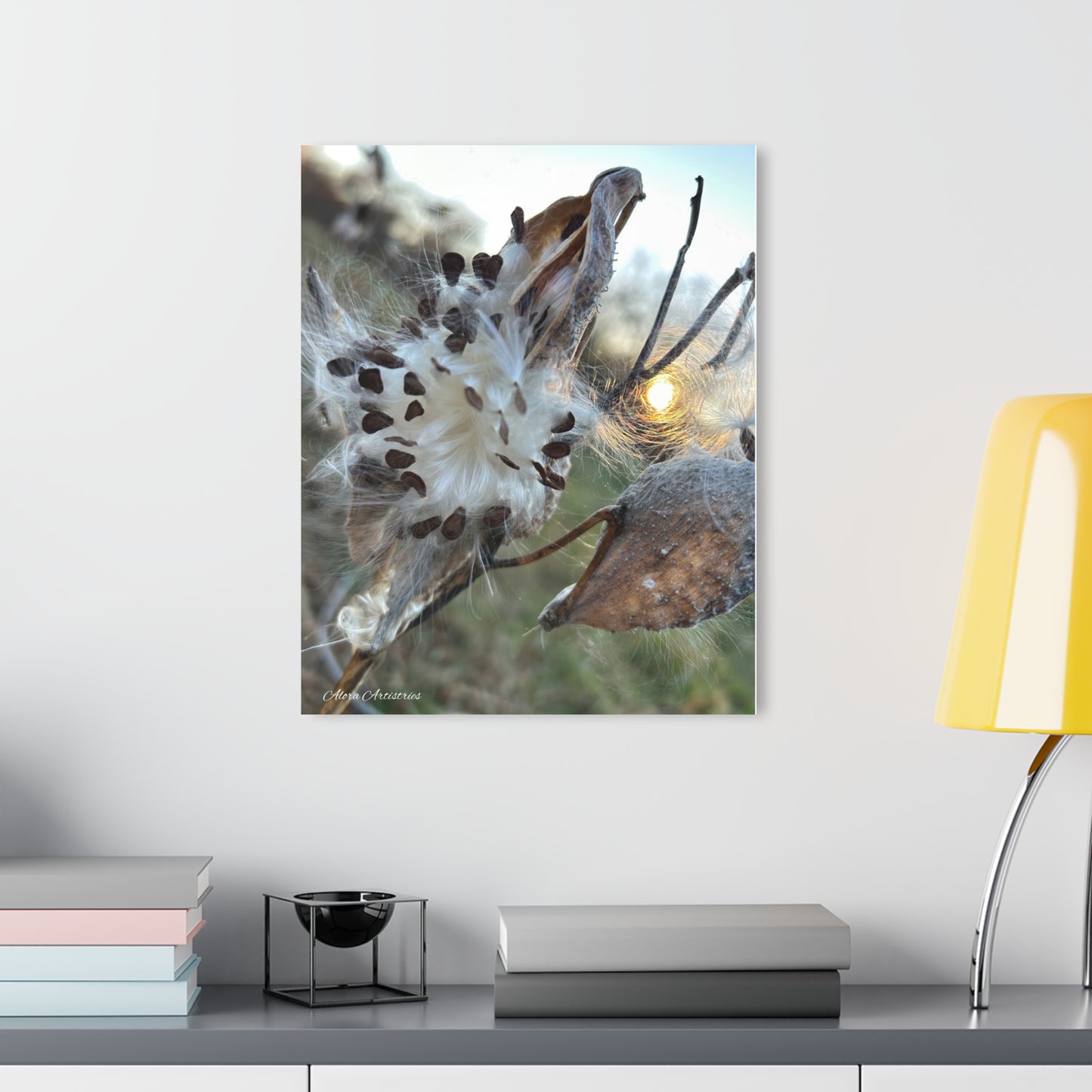 Sunset Milkweed Fluff Acrylic Print (French Cleat Hanging)