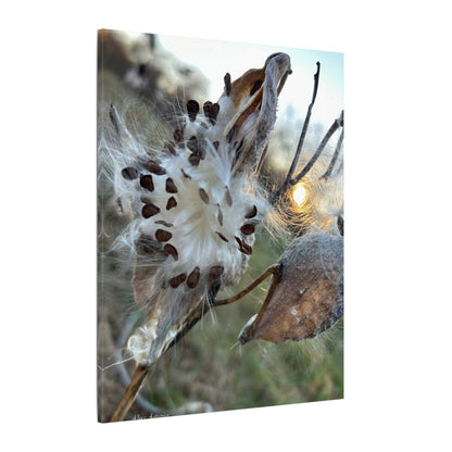 Milkweed Seed Burst Canvas Wall Art — Botanical Close-Up with Sunlit Glow