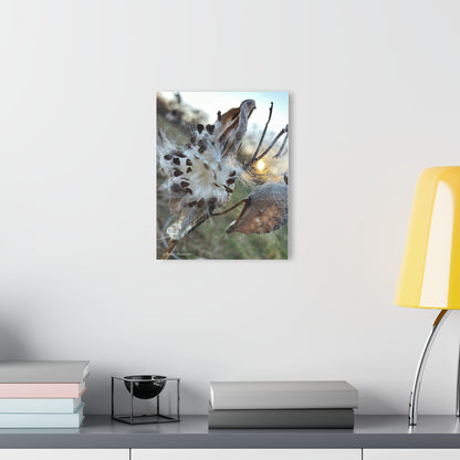 Sunset Milkweed Fluff Acrylic Print (French Cleat Hanging)