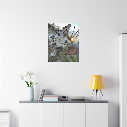 Milkweed Seed Burst Canvas Wall Art — Botanical Close-Up with Sunlit Glow