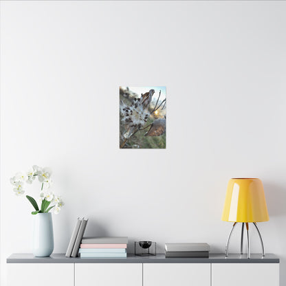 Milkweed Seed Burst Canvas Wall Art — Botanical Close-Up with Sunlit Glow