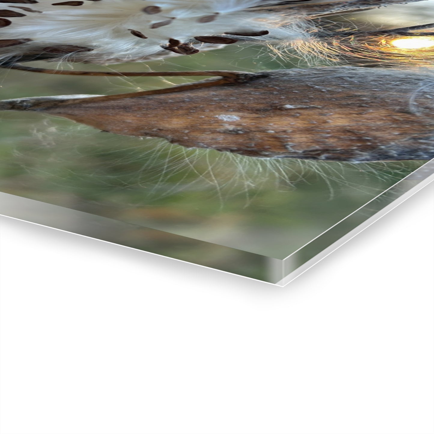 Sunset Milkweed Fluff Acrylic Print (French Cleat Hanging)