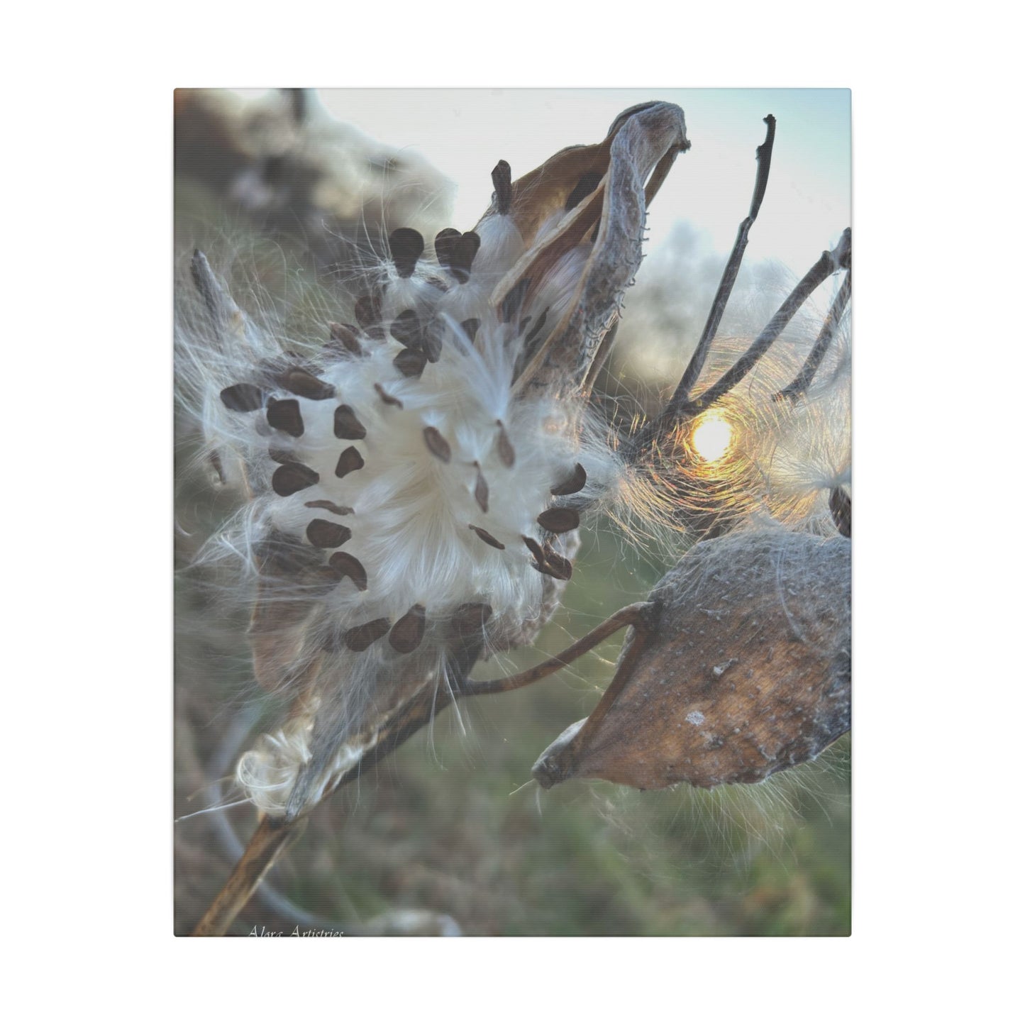 Milkweed Seed Burst Canvas Wall Art — Botanical Close-Up with Sunlit Glow