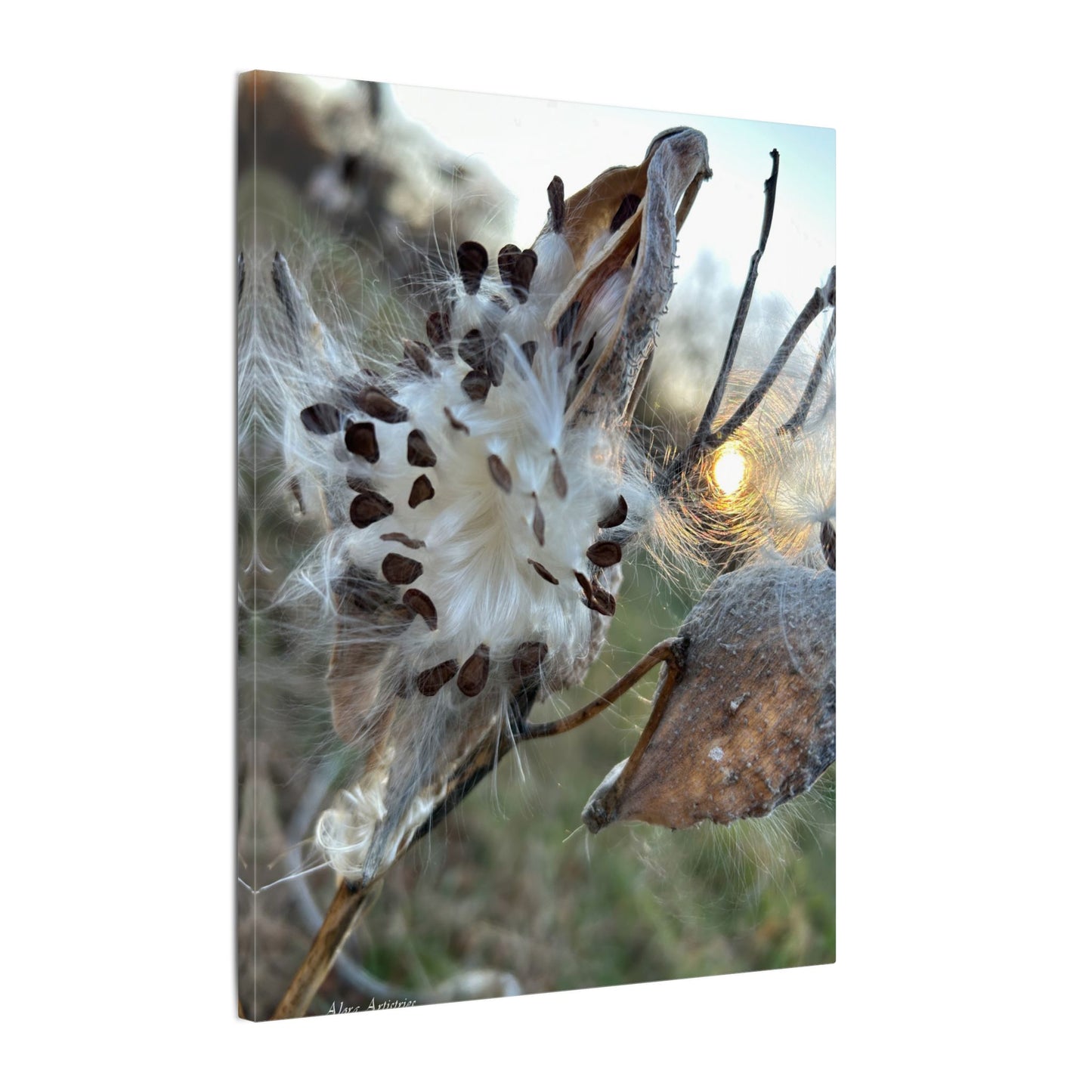 Milkweed Seed Burst Canvas Wall Art — Botanical Close-Up with Sunlit Glow