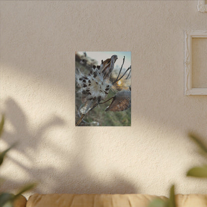 Milkweed Seed Burst Canvas Wall Art — Botanical Close-Up with Sunlit Glow