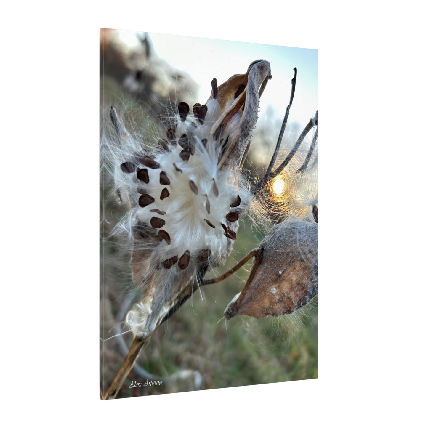 Milkweed Seed Burst Canvas Wall Art — Botanical Close-Up with Sunlit Glow