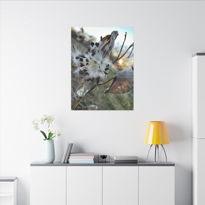 Milkweed Seed Burst Canvas Wall Art — Botanical Close-Up with Sunlit Glow