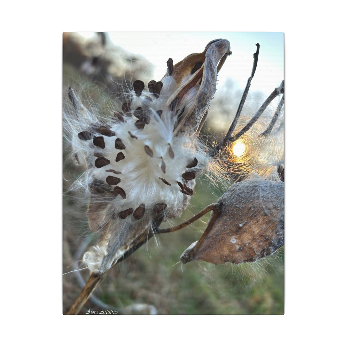 Milkweed Seed Burst Canvas Wall Art — Botanical Close-Up with Sunlit Glow