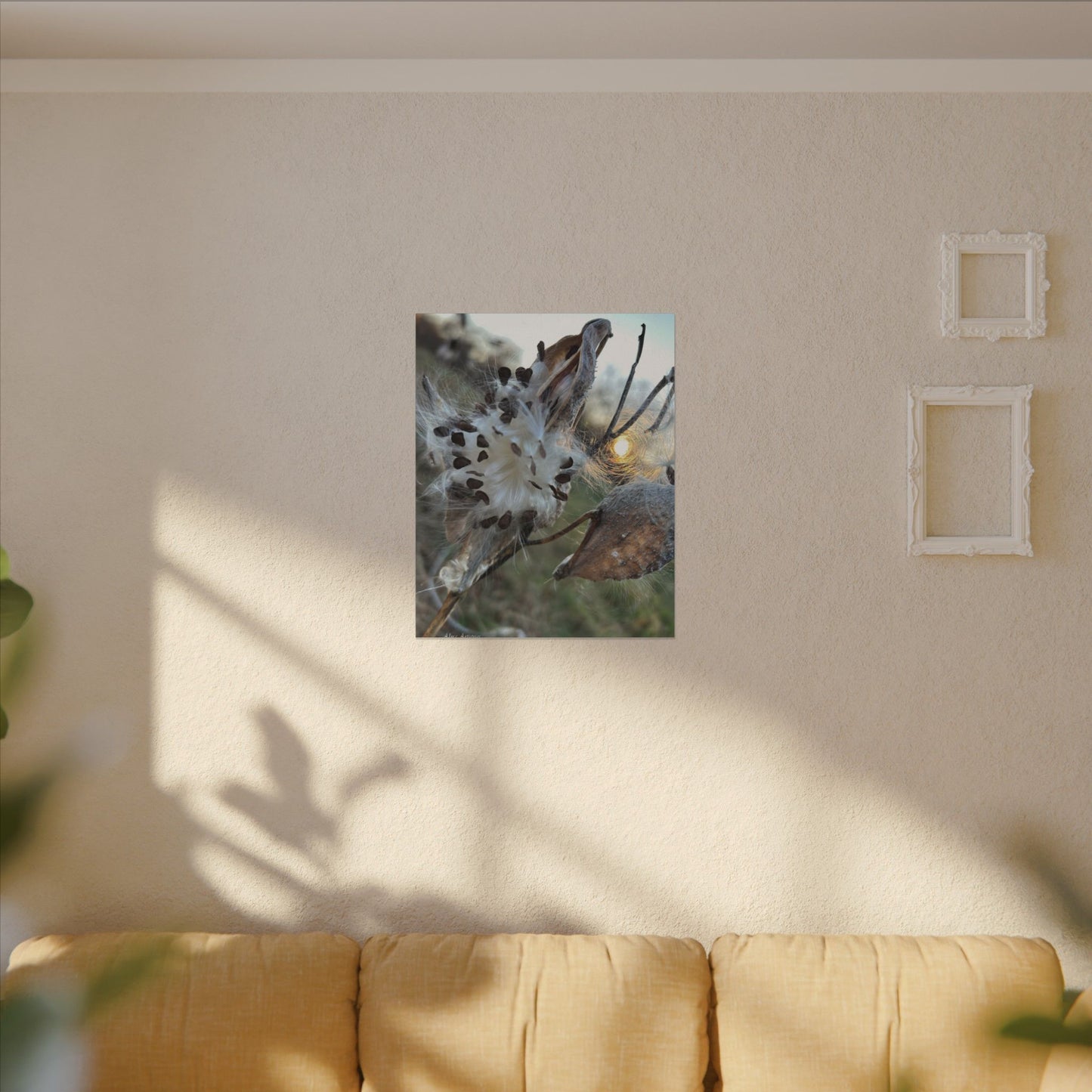 Milkweed Seed Burst Canvas Wall Art — Botanical Close-Up with Sunlit Glow