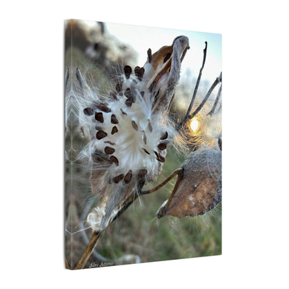 Milkweed Seed Burst Canvas Wall Art — Botanical Close-Up with Sunlit Glow