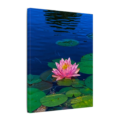 Water Lily Canvas Print — Pink Lotus Pond Wall Art (Matte Stretched)